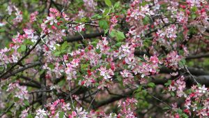 Close-up of dozens of pale pink flowers and hot pink buds on a tree.