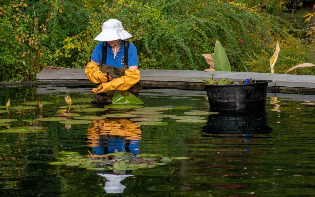 Volunteer in waders cleaning up water lilies in a pond