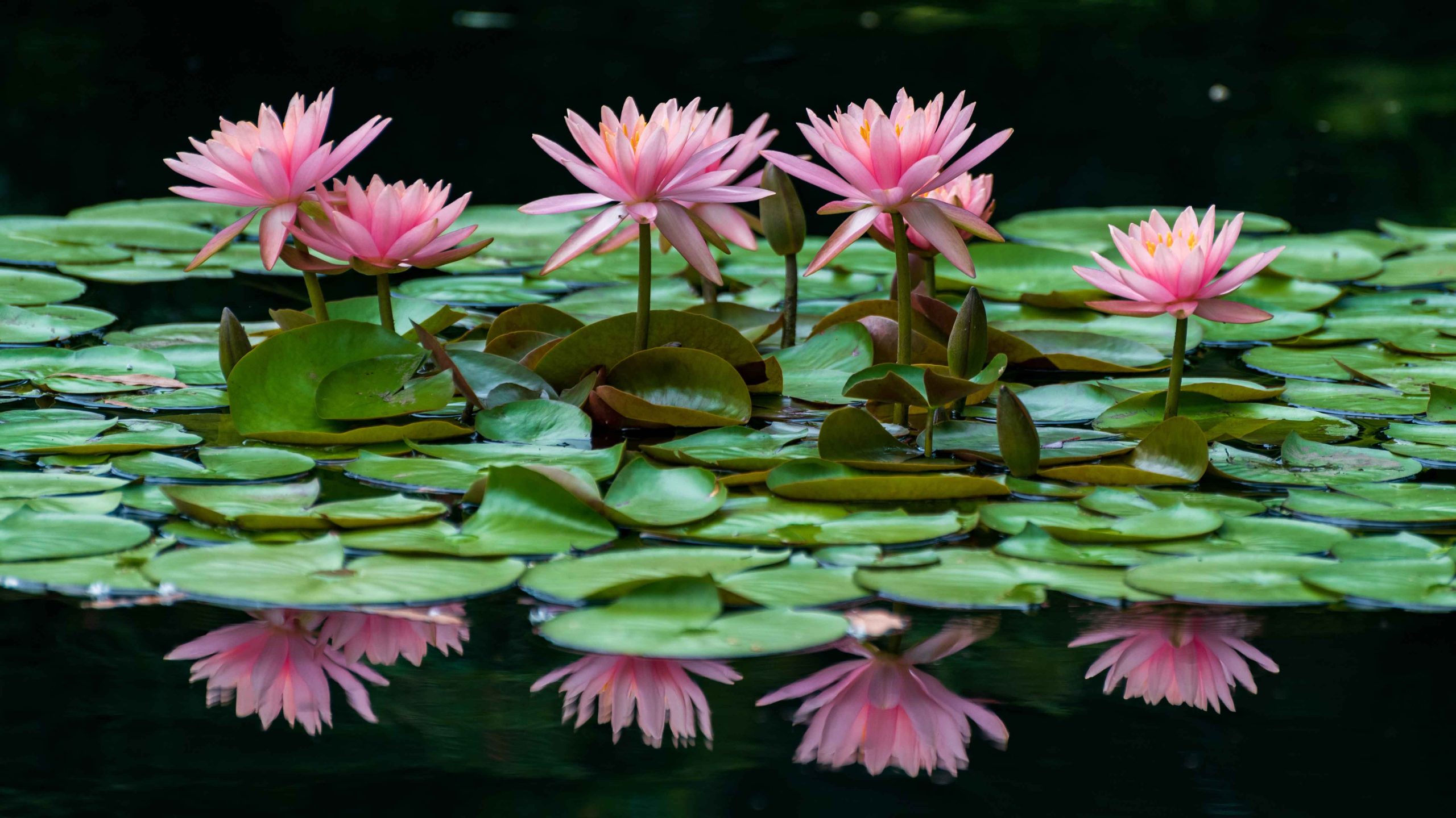 Pink water lilies rise above a pond covered with lilypads