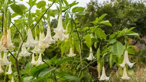 20 long, white bell-shaped flowers hang down from leafy stems in a garden.