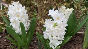 Close-up of two blooming hyacinth plants, each with groups of white flowers on it and deep green leaves, with woodchips and shrubs in the background.