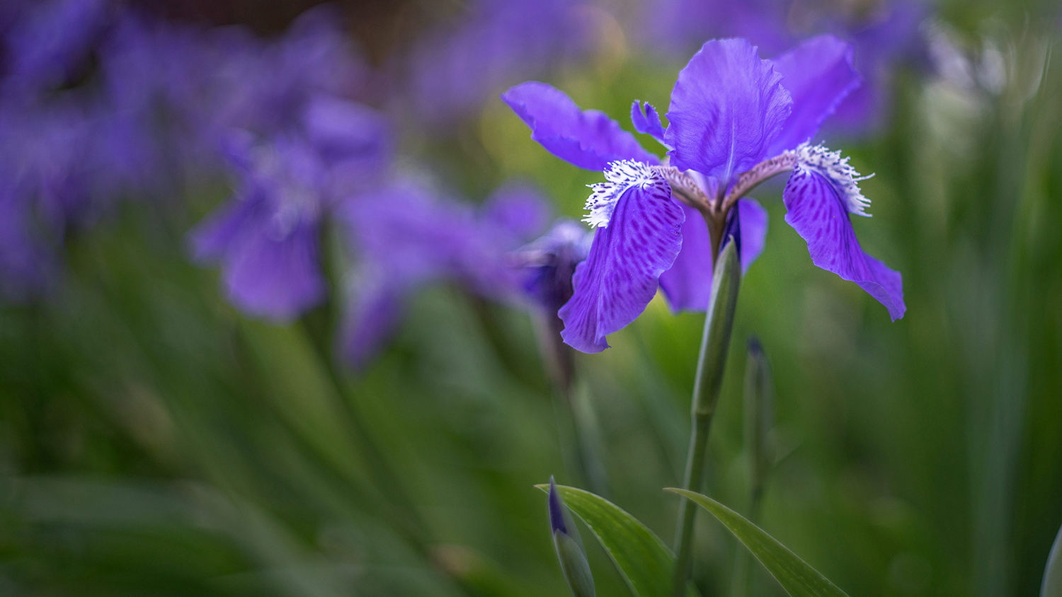 Close-up of a deep purple iris with white and purple fringed edges along the petals, with more flowers in soft focus in the background.