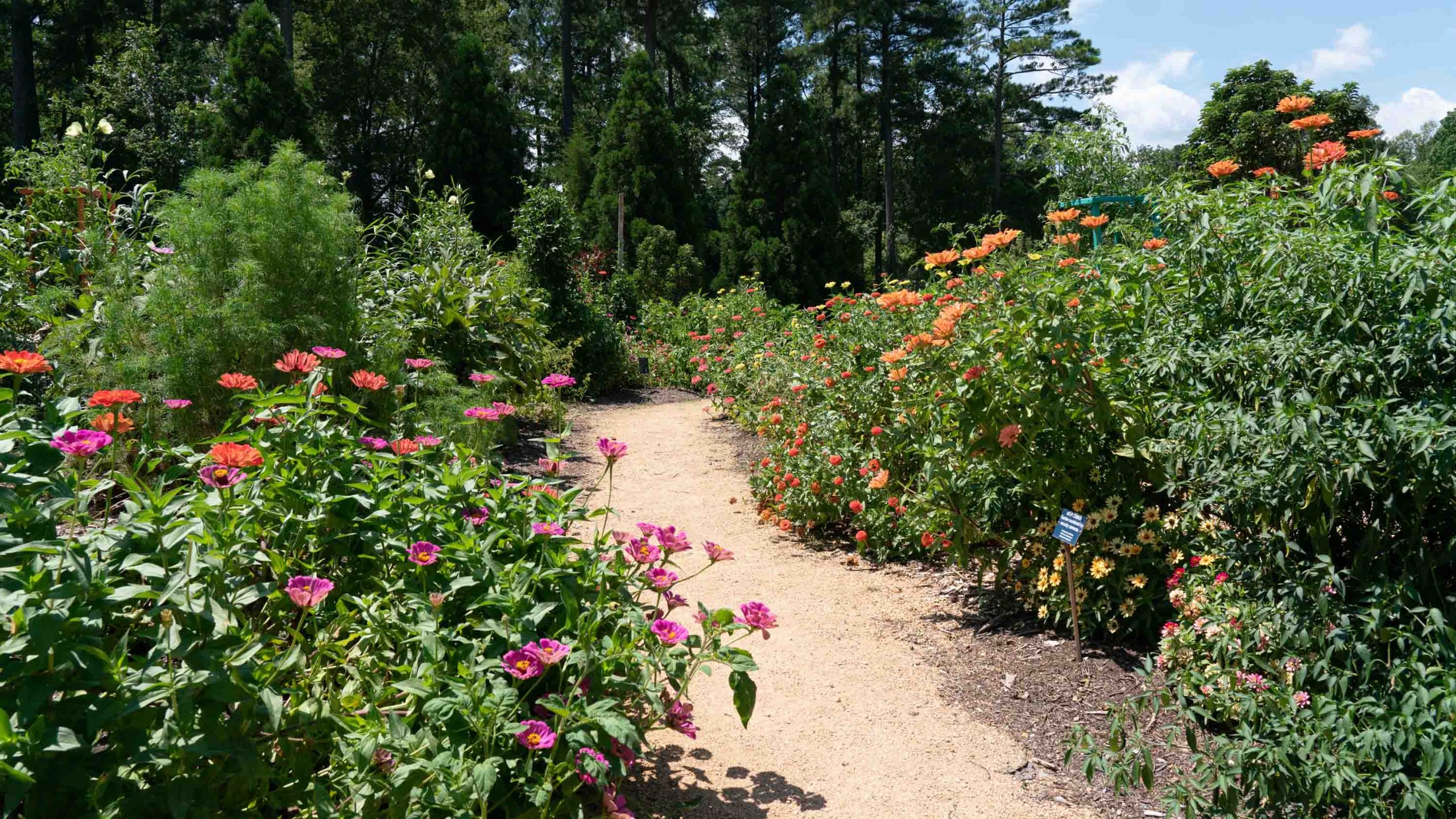 A gravel path with blooming flowers on both sides.