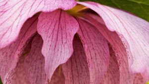 Extreme close-up of medium pink toned flower petals with deeper pink striations.