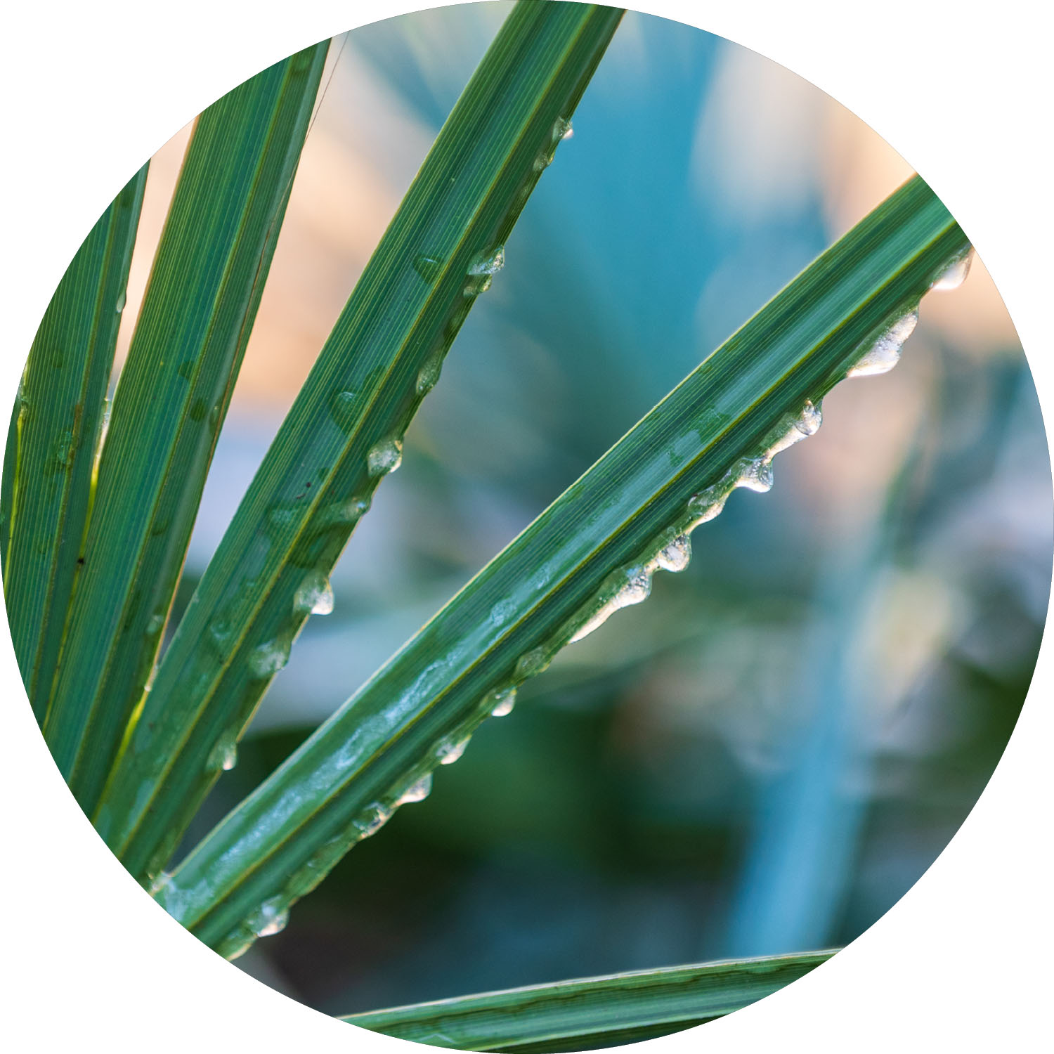 A fan-shaped array of long deep green leaves with frozen dewdrops on them and a soft-focus background.