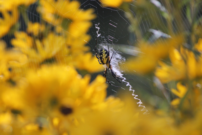 A black and yellow garden spider in a web surrounded by yellow flowers.