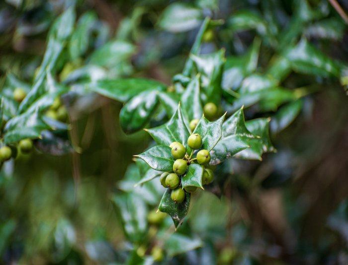 Green holly berries on a branch.