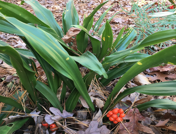 Rohdea plant with berries in a woodland setting.