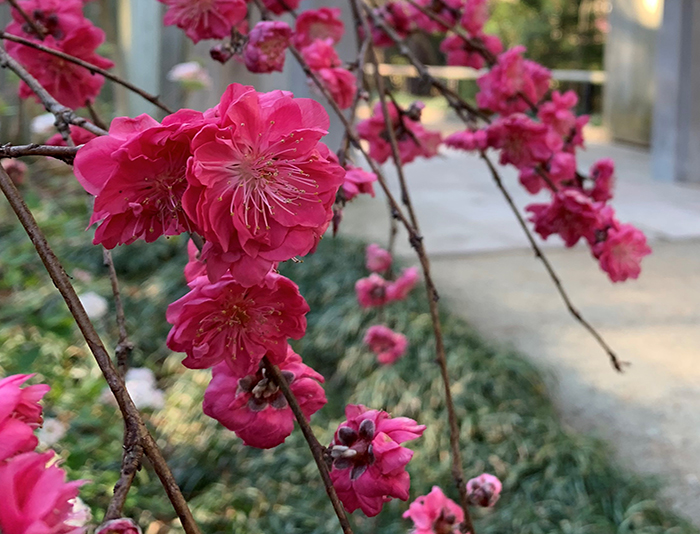 Close-up of pink weeping peach flowers.