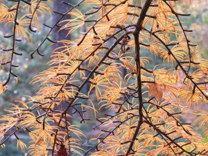 Golden larch branches in autumn