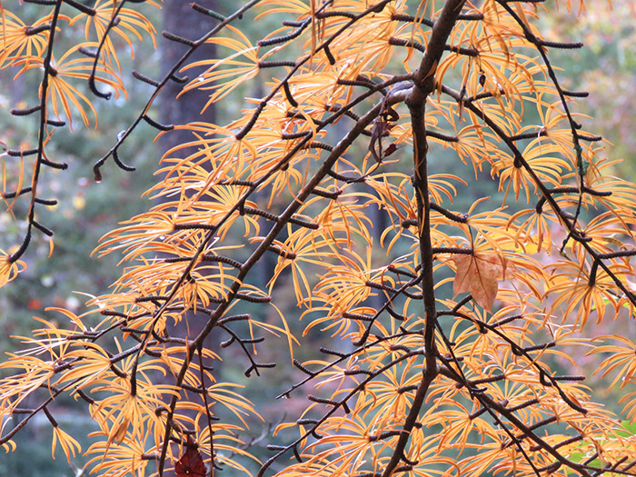 Golden larch branches in autumn