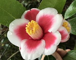 Pink and white camellia flower