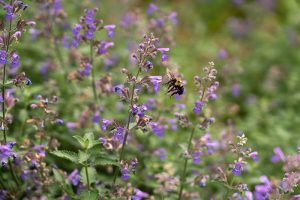 Bumblebee landing on a purple catnip flower