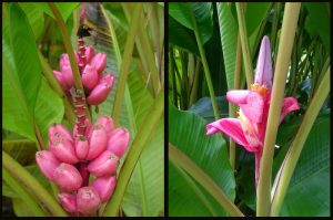 Two images of pink banana flowers and fruit.