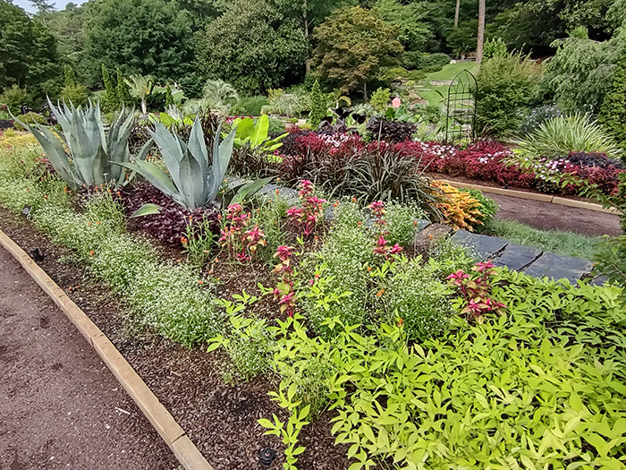 Summer annuals in a garden bed