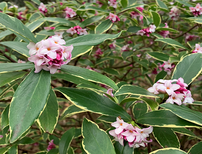 Variegated winter daphne leaves and flowers.