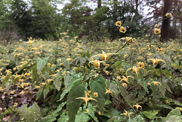 Open meadow full of epimedium in bloom