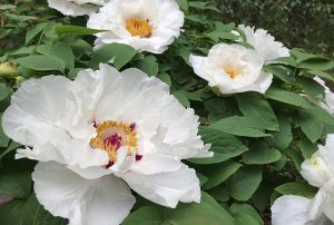 White peony flowers