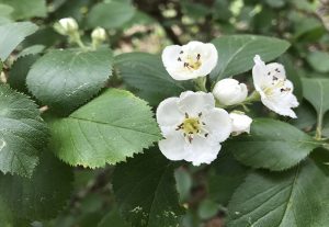 White hawthorn blossoms and green leaves.