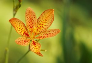 Close-up of a blackberry lily flower with a soft focus background.