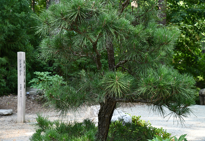 A Japanese black pine in a Japanese garden.