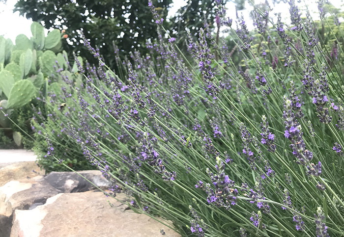 Lavender plants in bloom next adjacent to a stone wall