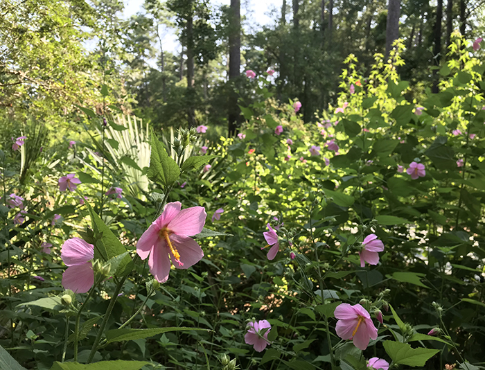 Pink seashore mallow flowers in bloom in a woodland setting