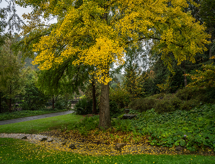 Yellow ginkgo foliage in a woodland setting.