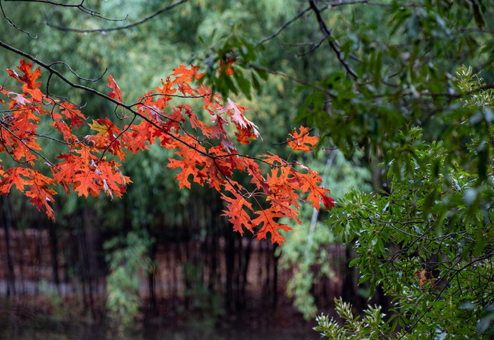 Red oak leaves on a branch with a soft focus background.