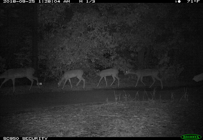 Security camera footage of four white-tailed deer in a line along a path at night.