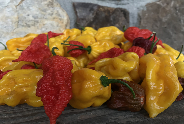 Assortment of hot peppers on a table.