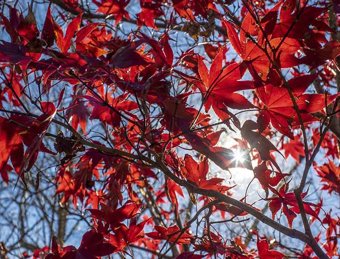 Sunlight through red Japanese maple leaves.