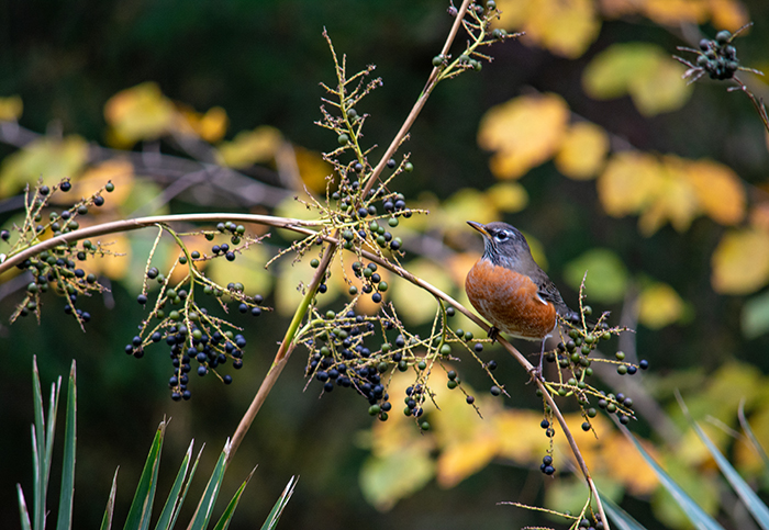 American robin on a branch of palm berries