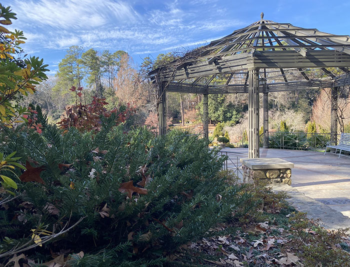 Evergreen shrub next to metal pergola