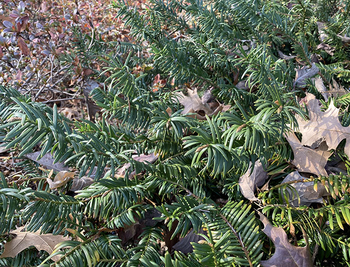 Evergreen needles of Duke Gardens plum yew.