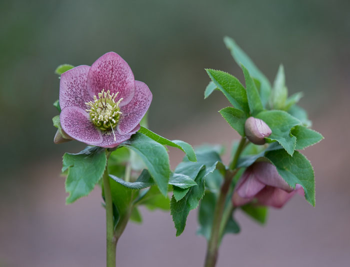 Close-up of hybrid hellebore flower with soft focus background.