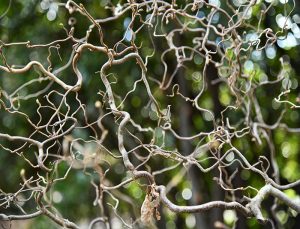 Tangled corkscrew hazel branches