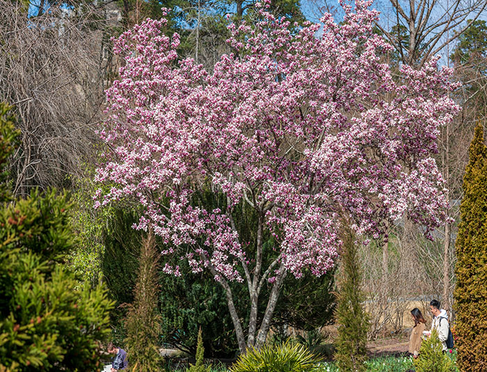 A saucer magnolia tree in bloom.