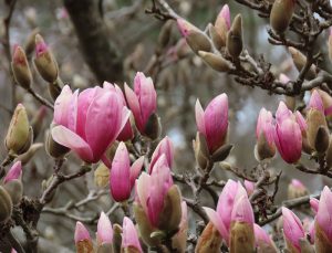 Purple magnolia flowers breaking bud