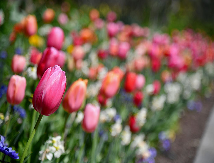 A mass planting of tulips and other bulbs.