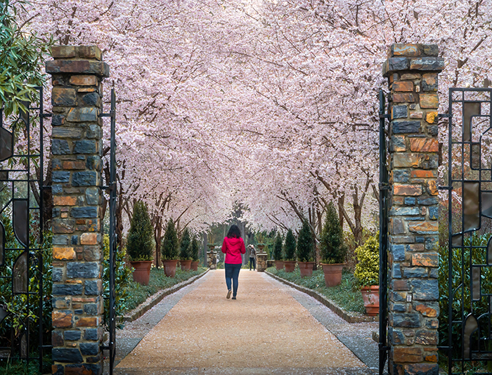 A single woman with her back to the camera walks down a cherry allee in full bloom.