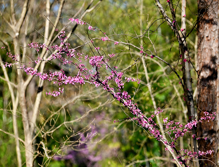 Eastern redbud flowers.