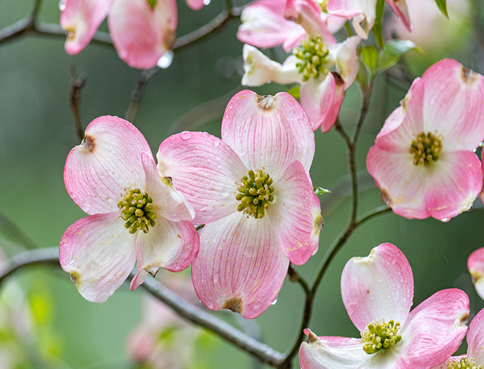 Pink flowering dogwood blooms.