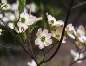 Flowering dogwood blooms.