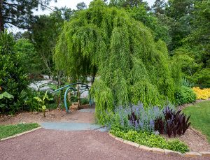 A trained weeping bald cypress over a staircase.