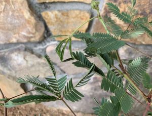 Partially folded leaves of a sensitive plant, with a stone wall in the background.