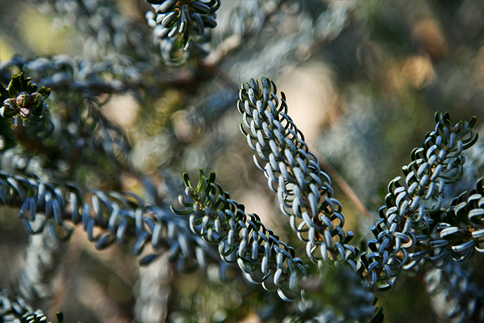 Rolled needles of Korean fir.