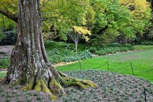 Trunk of dawn redwood tree in a grassy lawn.