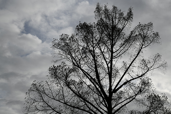 Silhouette of a tree against a cloudy sky