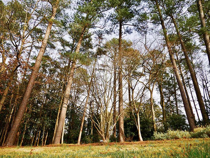 A bare tree on the edge of a lawn with a forest behind.